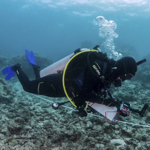 A scuba diver conducting a survey on the Great Barrier Reef