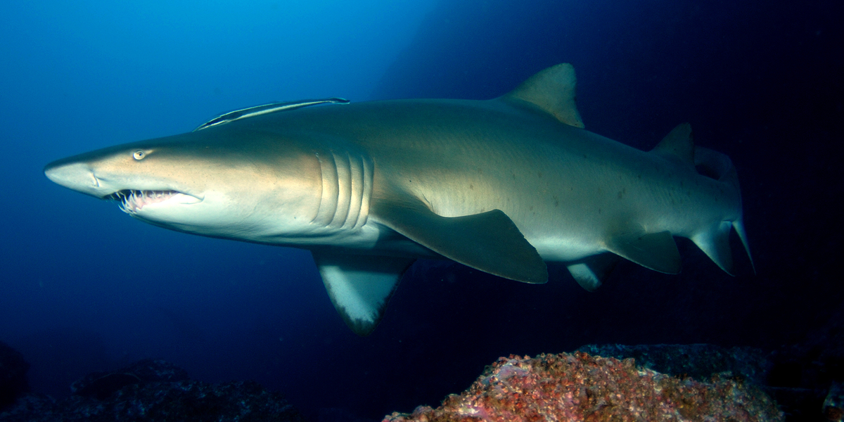 A Grey Nurse Shark