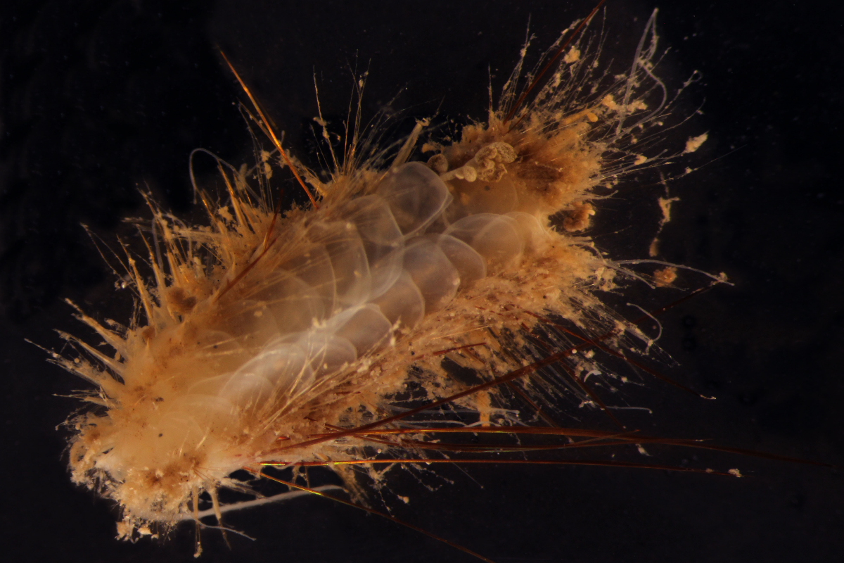 A grubby polynoid (polycheate worm)