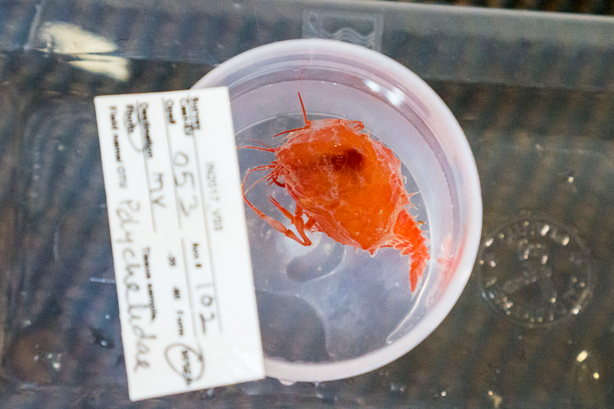A labelled crustacean