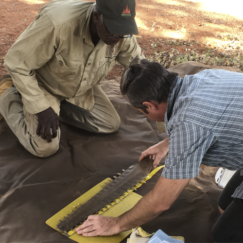 A scientist measuring the rostrum of a sawfish