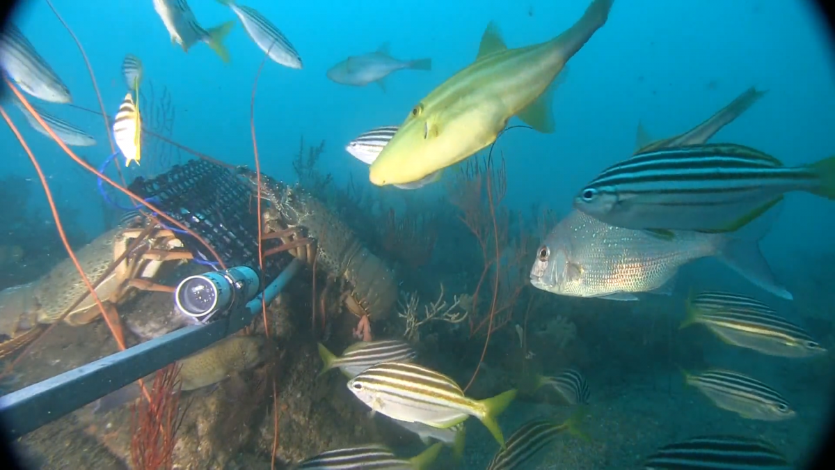 Fishes swimming on a mesophotic reef