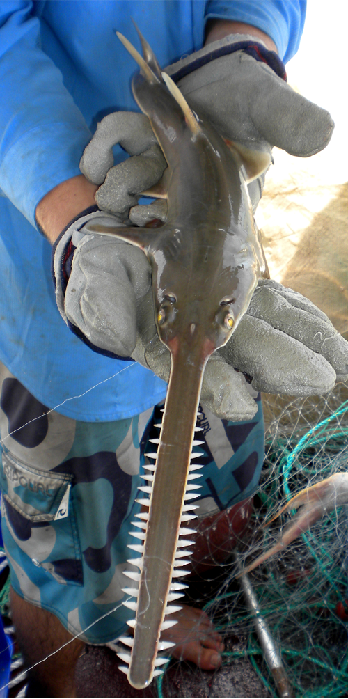 A narrow sawfish