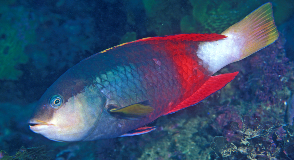 Crimsonband Wrasse