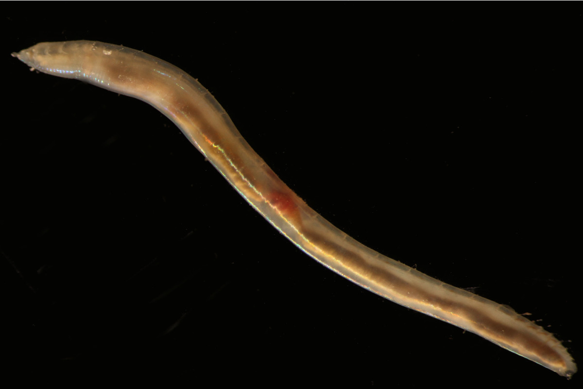 An opheliid (polycheate worm)