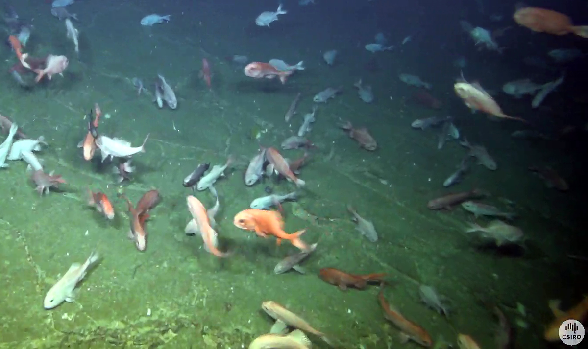 Orange roughy near the seafloor