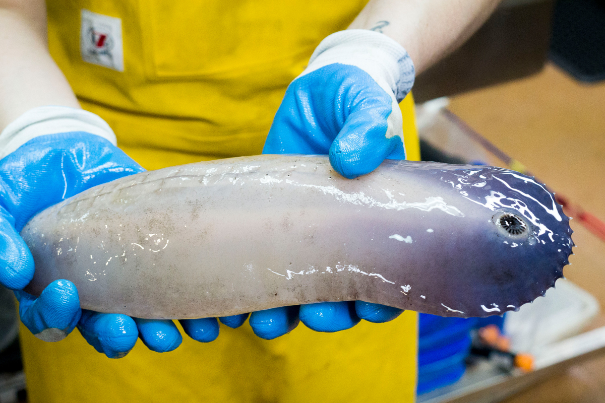 Sea cucumber