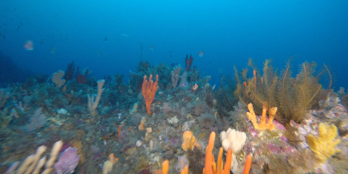 Sponges on a rocky reef