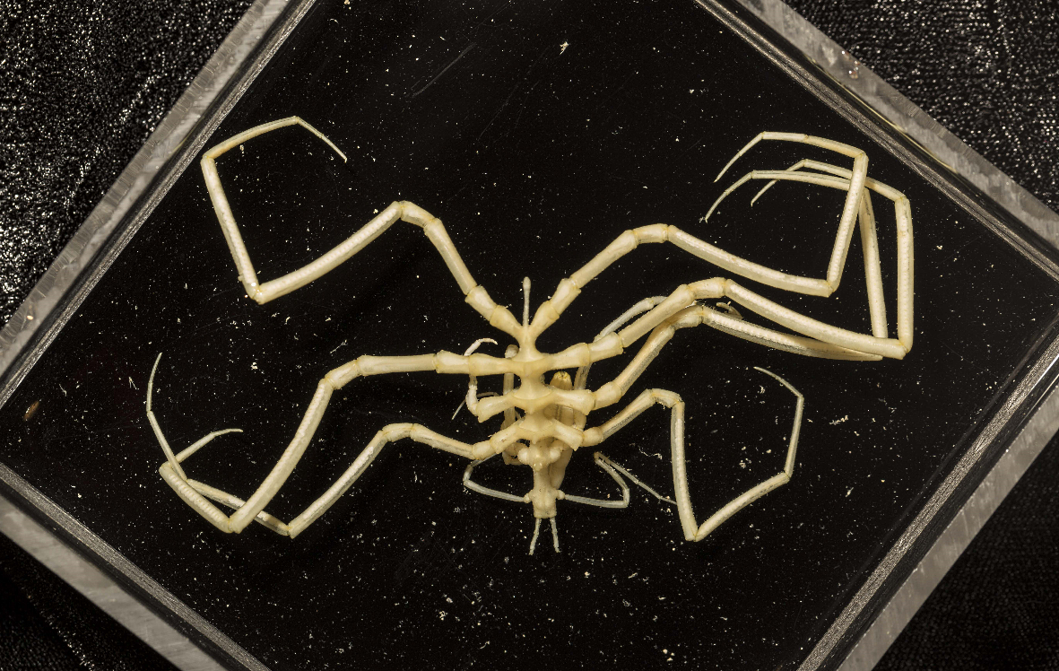 A sea spider specimen