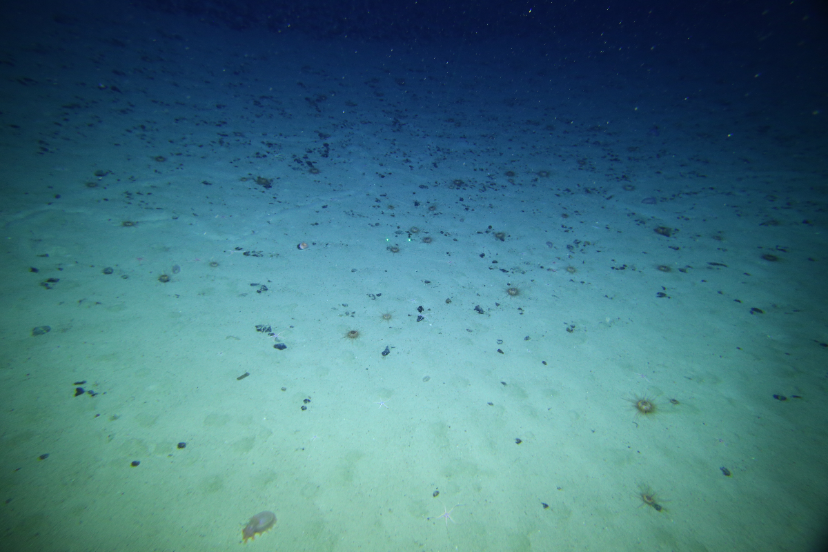 Abyssal seafloor