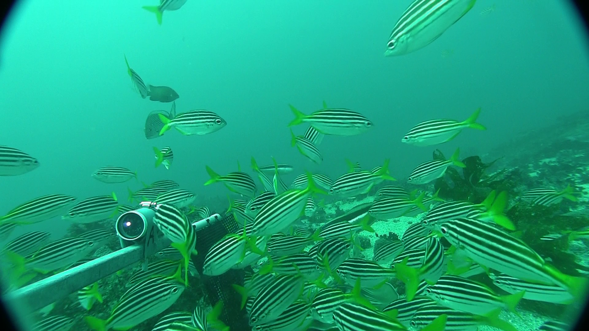 Fishes swimming on a shallow reef