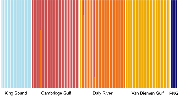 A graphic with coloured lines representing possible genetic groups among Northern River Sharks