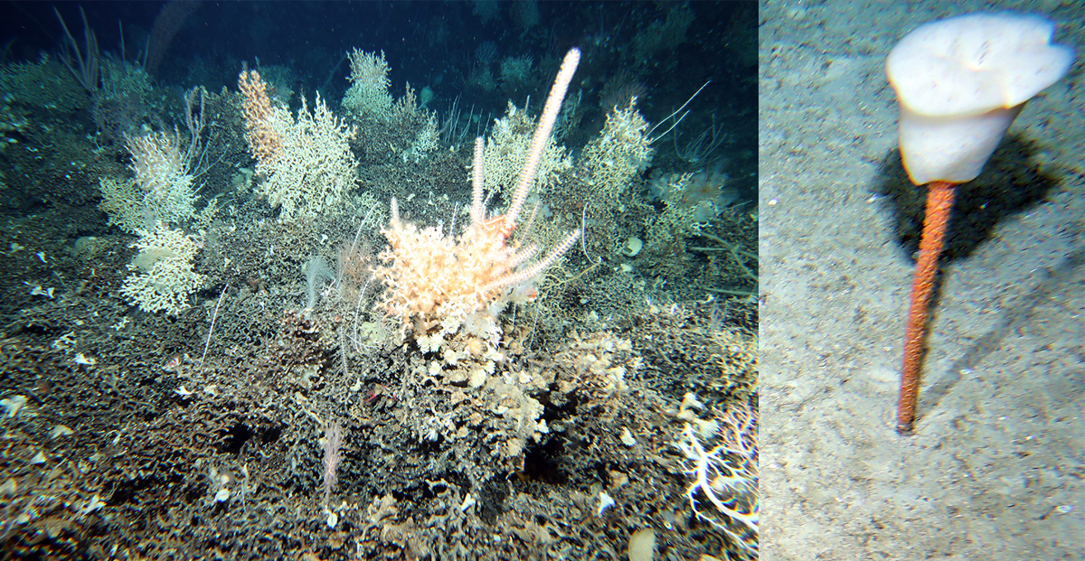 Solenosmilia coral reef and a tulip glass sponge