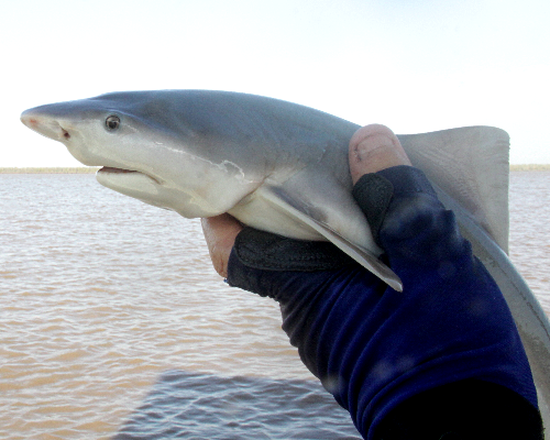 A Speartooth Shark pup