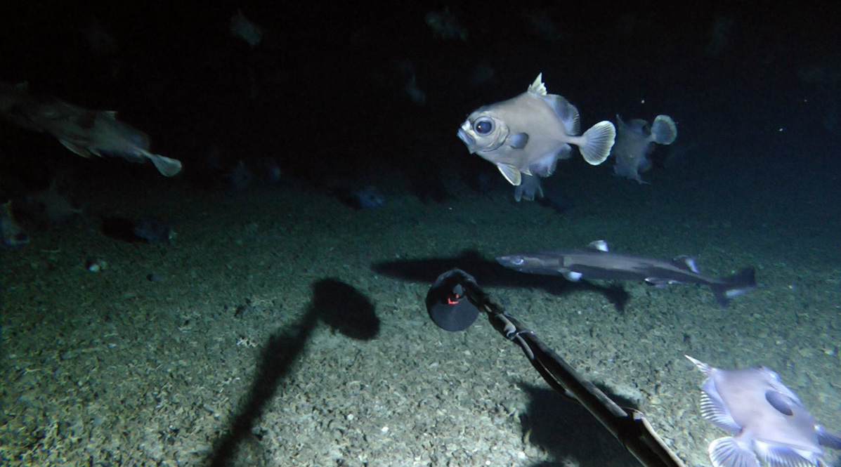 Spiky dory and shark from underwater camera