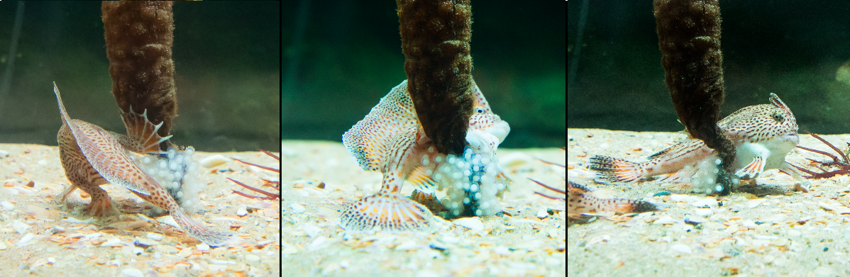 Spotted Handfish spawning in an aquarium