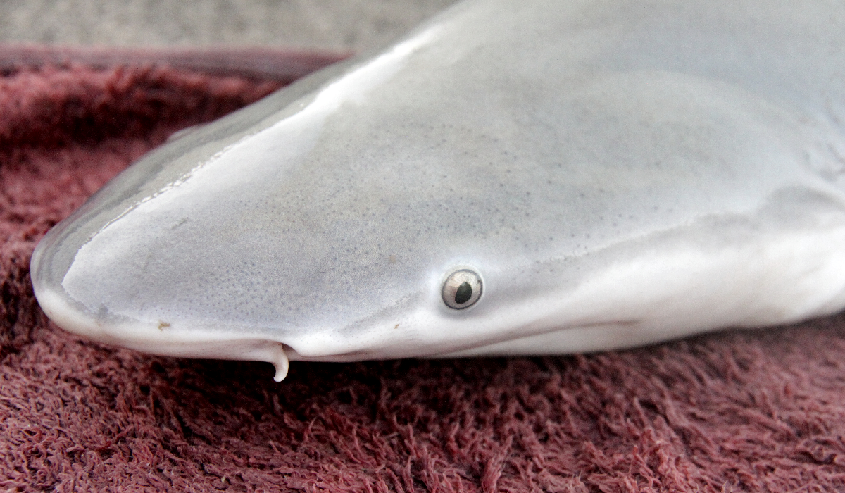The head of a Speartooth Shark pup