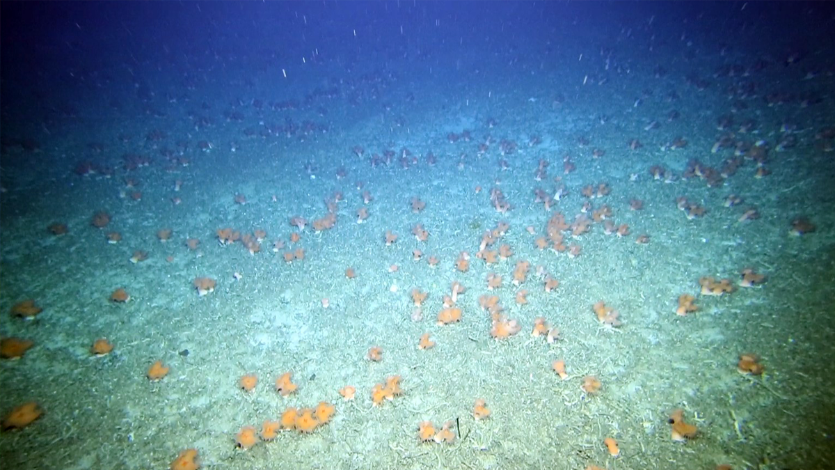 four-lobed anemone on the seafloor at St Helens seamount