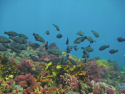 Parrotfish school over tropical reef habitat Houtman Abrolhos Image:Reef Life Survey
