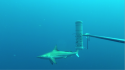 Australian Oceanic Blacktip Shark Image:  UWA