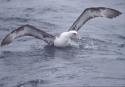 Bird hooked.  Photo credit:  Ed Melvin, NOAA; Jennifer Lavers. 2007