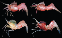 eep water shrimps are only found within a narrow band of depth on the continental margin, Australia.  Images:  Karen Gowlett-Holmes and G Millen