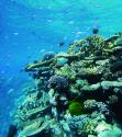 Photo:  Coral reef.  Copyright AIMS