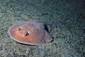 Narcine.  Photo: Peter Last, CSIRO