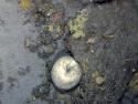 Biota on deep shelf reefs Flinders CMR - massive sponge and encrusting sponges
