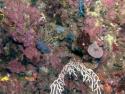 CATAMI, Solitary Islands.  Image:  Nicole Hill, University of Tasmania