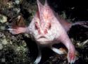 Walking on your hands. Pink handfish.  Copyright: Karen Gowlett-Holmes