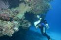 Diver Holmes Reef, Coral Sea, Image Graham Edgar Reef Life Survey
