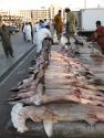 Scalloped Hammerhead Shark, Dubai market.  Image: William White, CSIRO