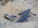 Turtle populations in the Ningaloo Marine Park.   Image: Chloe Sykes