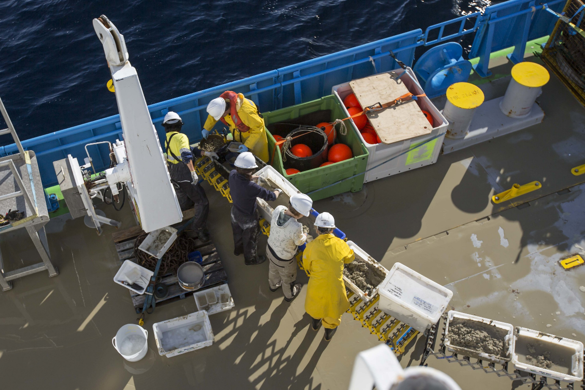 Beam trawl catch being loaded on a conveyor