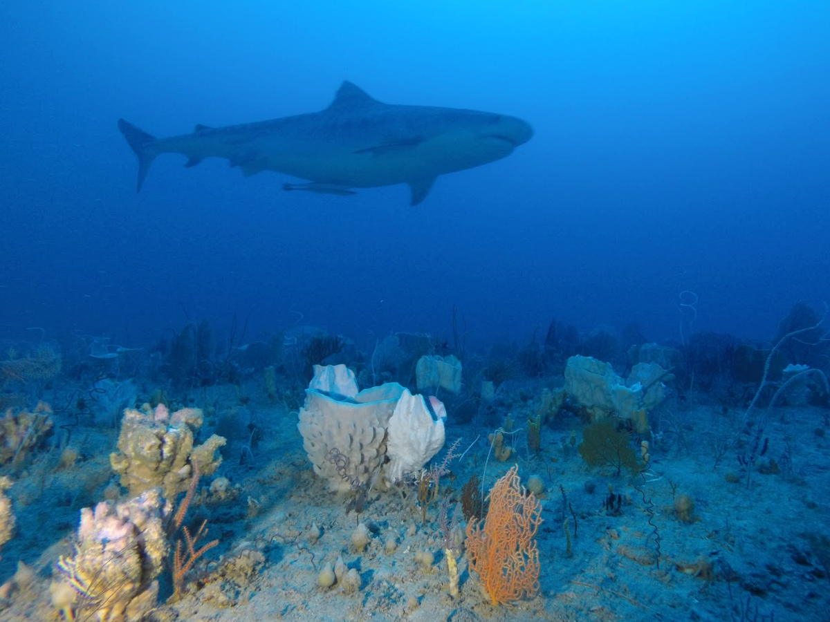 A tiger shark at Ningaloo reef that may be pregnant