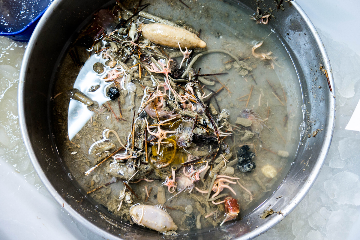 A tub of invertebrates