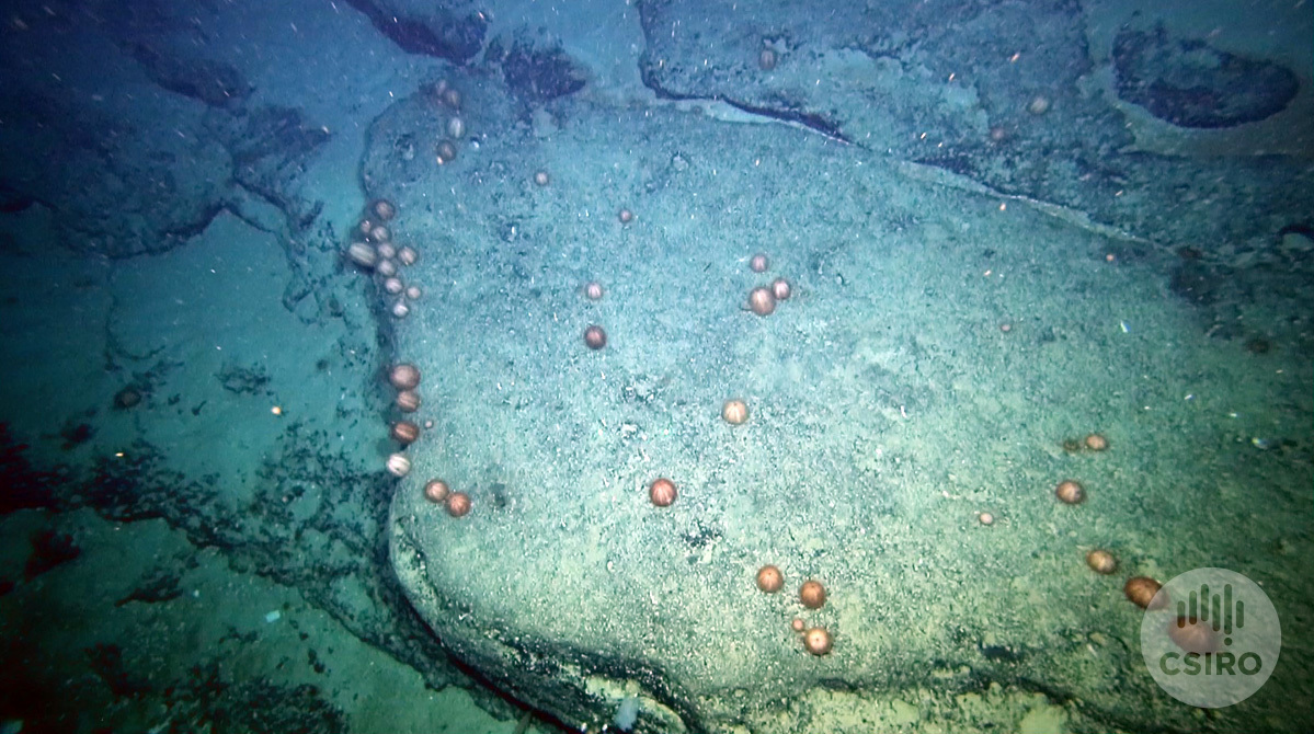 urchins on the seafloor