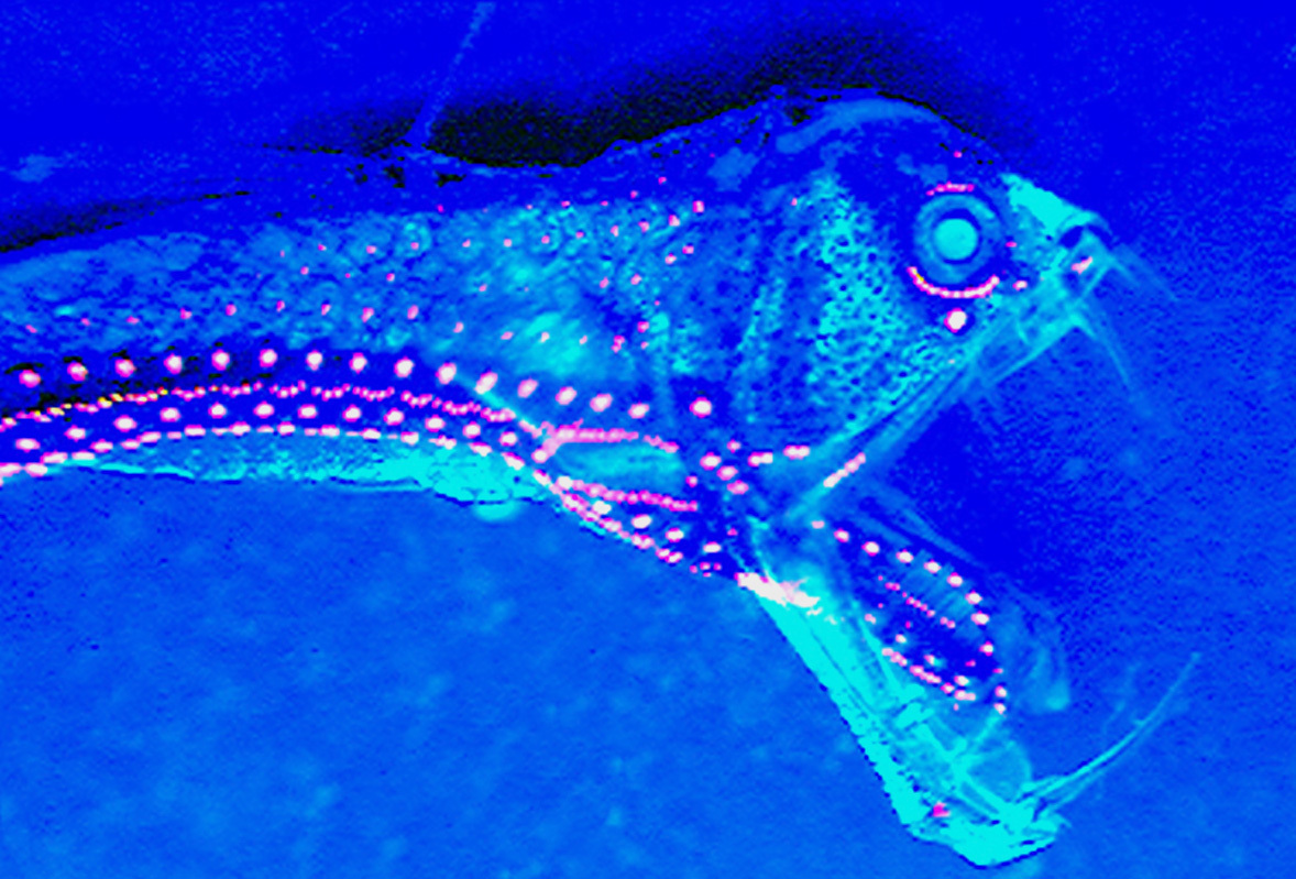 Chauliodus viper fish