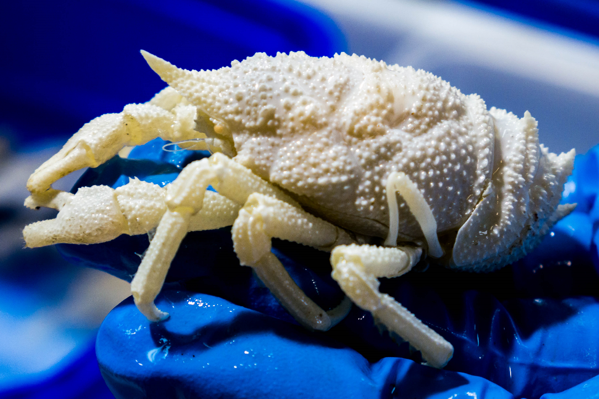 White squat lobster