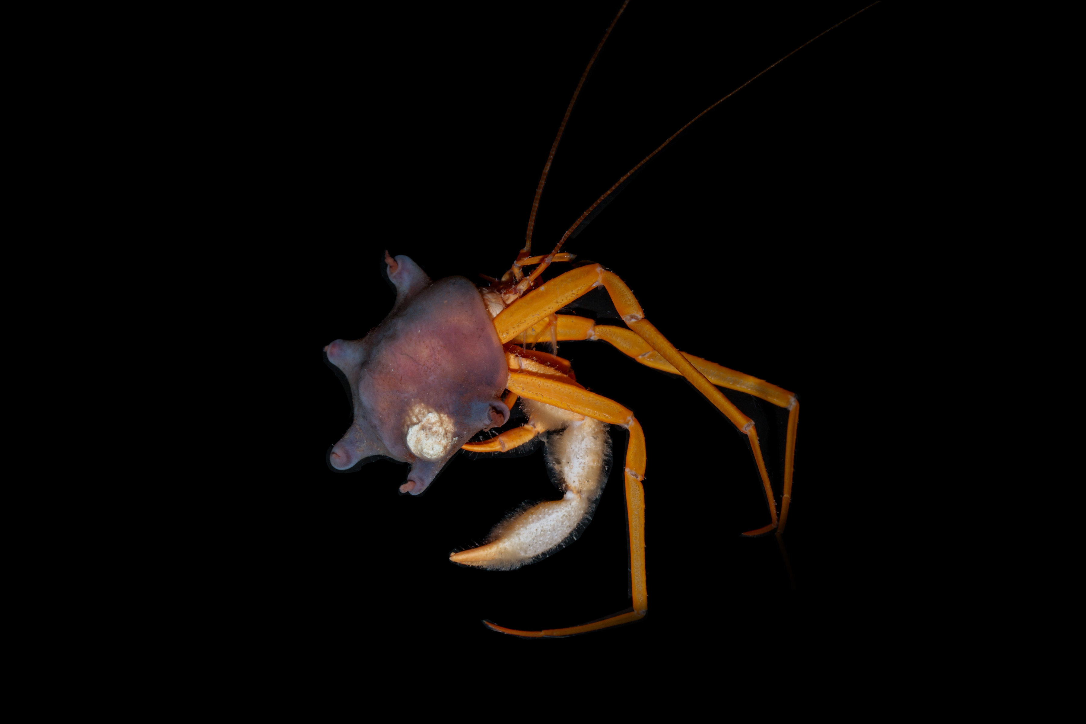 A hermit crab caught at 2500 m depths off NSW