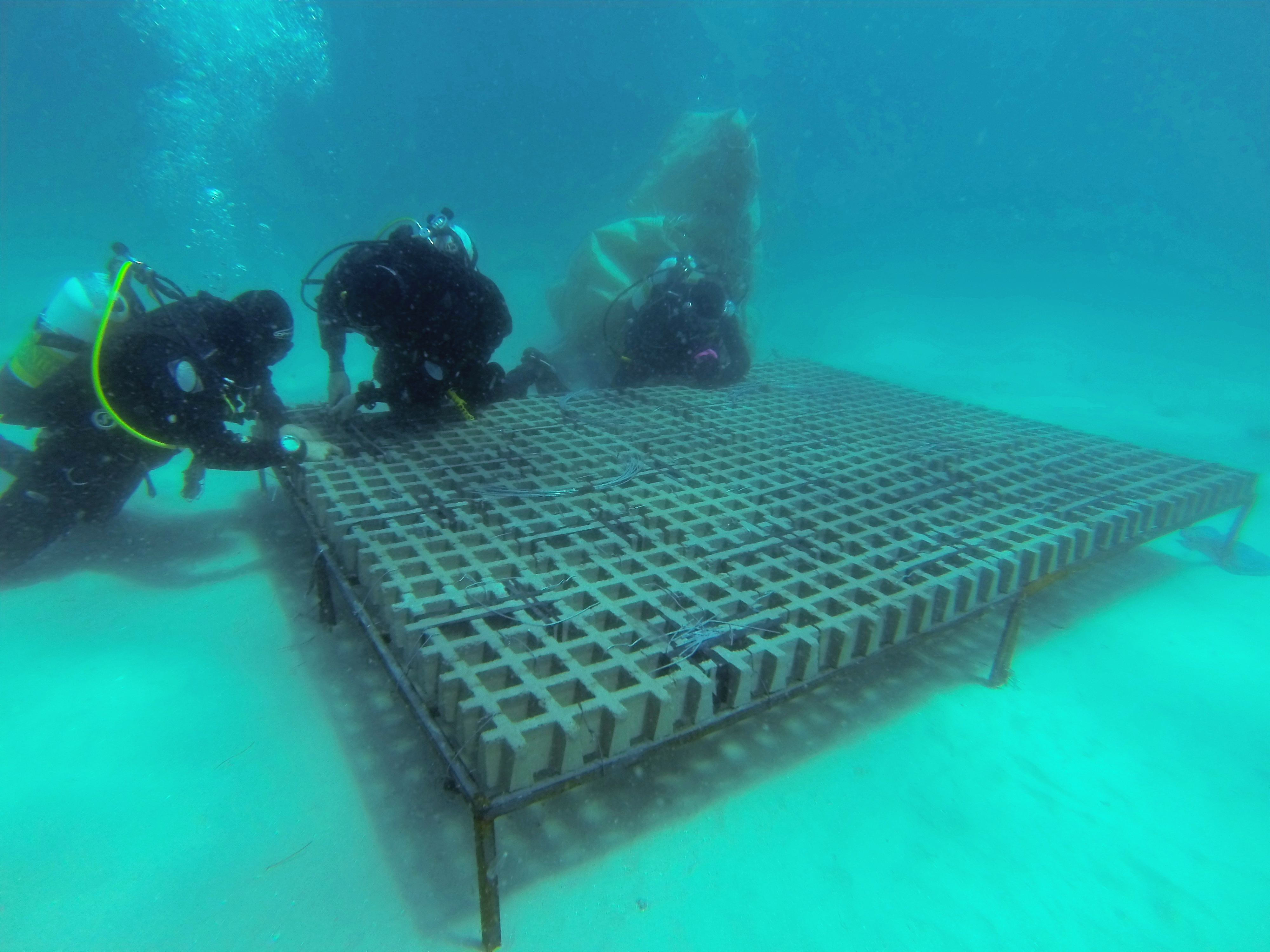 Divers trial giant kelp restoration techniques on the seafloor