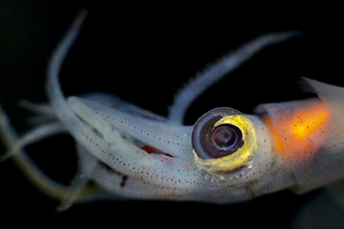 A little squid.
